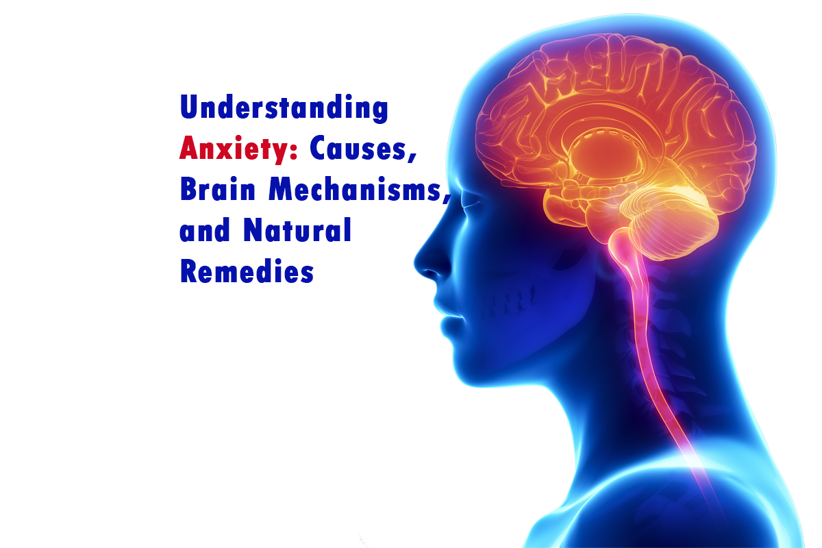 How does anxiety affect the brain?