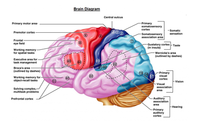 How to calm an overactive amygdala naturally