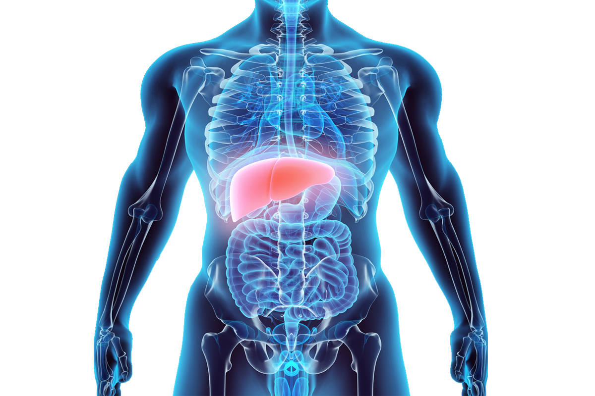 reduce liver inflammation