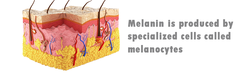 How Melanin Production Varies Across Different Terrains