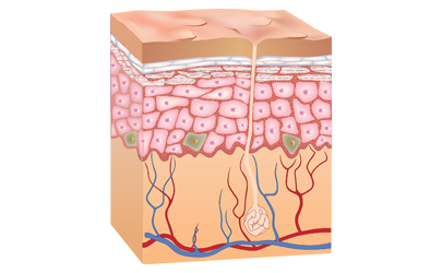 What is Melanin and How Does It Work?