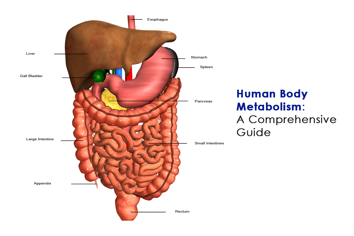 Metabolism guide