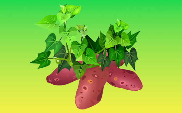 From Gut Health to Glowing Skin: 10 Amazing Sweet Potato Benefits